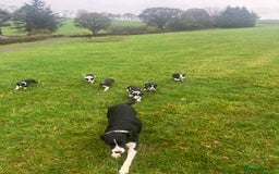 Border Collie dogs for sale: Lovely border collie pup’s available  - Image 1