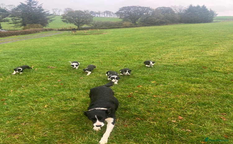 Border Collie dogs - Advert 1