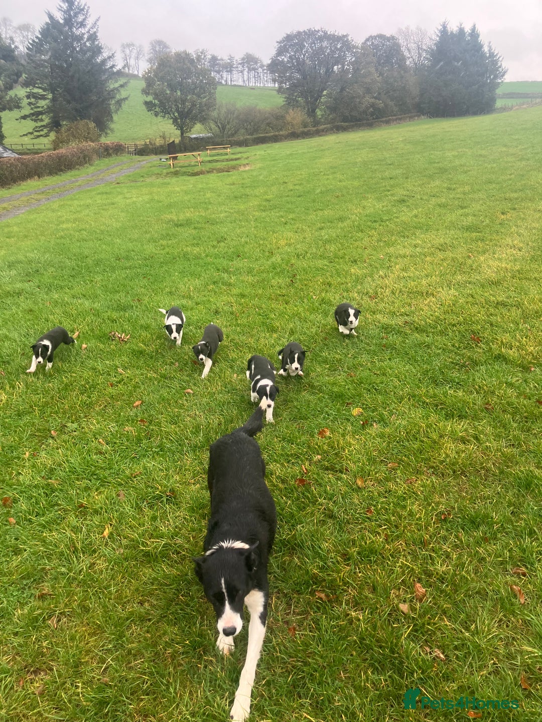 Border Collie dogs for sale: Lovely border collie pup’s available  - Image 1
