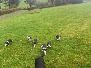 Border Collie dogs - Advert 7