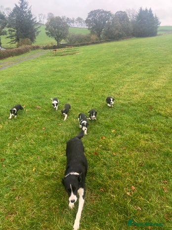 Border Collie dogs - Advert 10