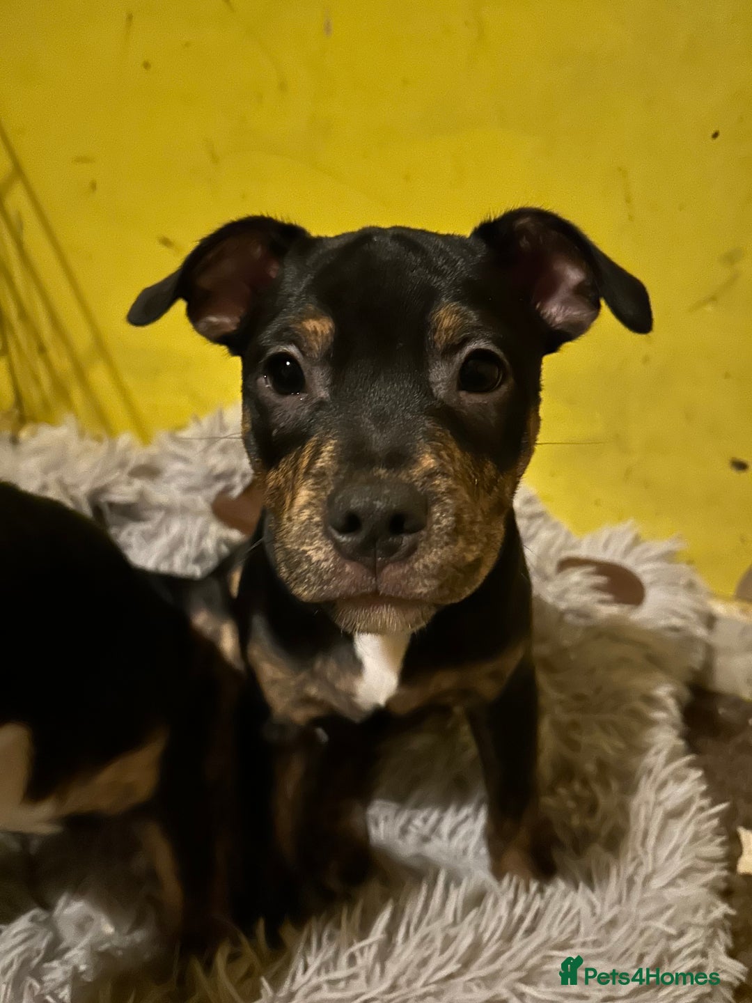 Mixed Breed dogs for sale: Male  - Advert 5