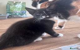 Mixed Breed cats for sale: Adorable black and white kitten  - Image 4