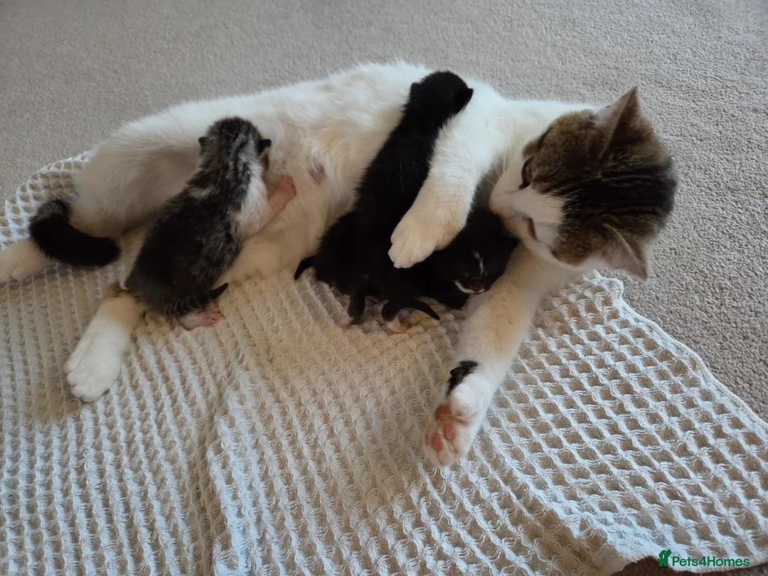 Mixed Breed cats for sale: Mummy cat - Advert 7