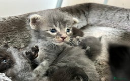 Maine Coon cats for sale: Purebred Maine Coon Male Kittens. Blue,Tabby,Black - Image 16