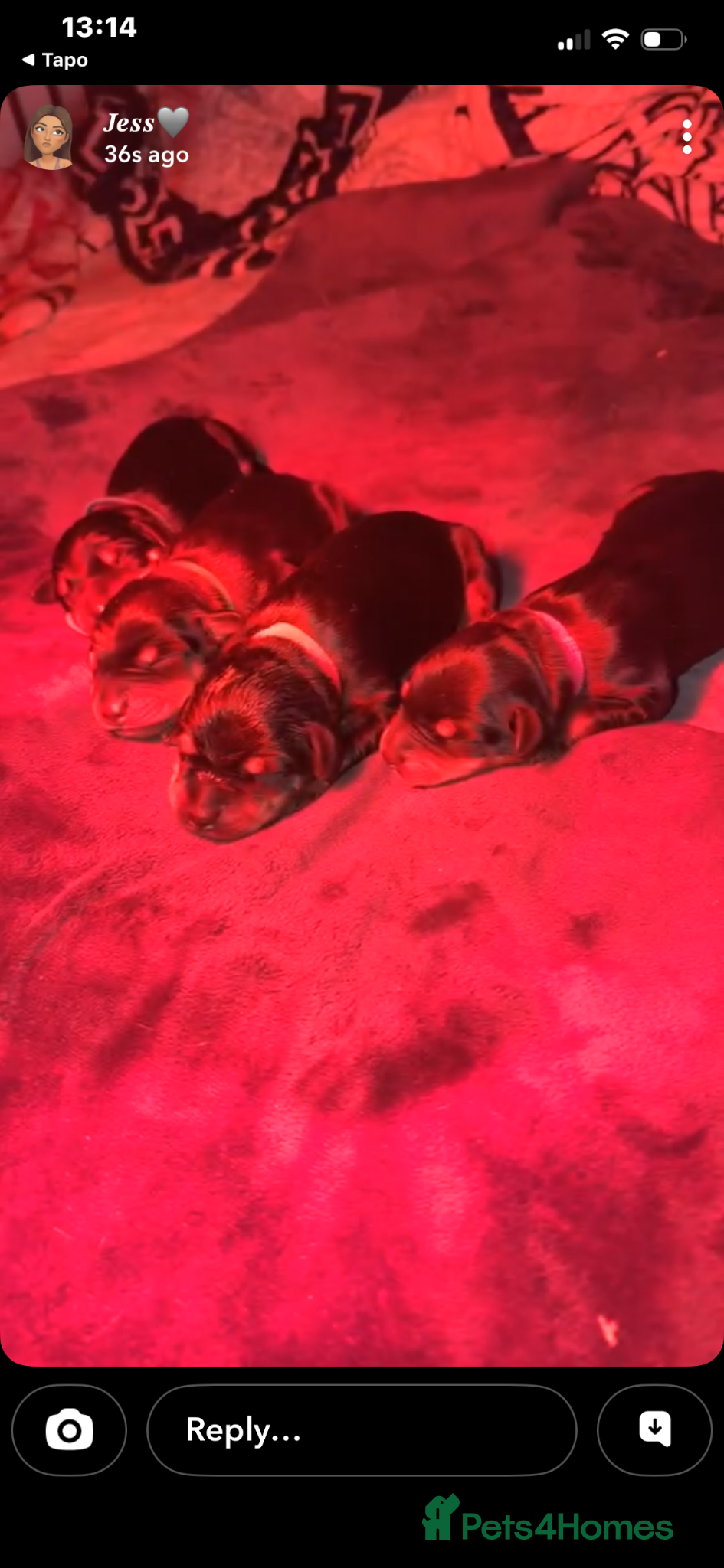 Dobermann dogs EXCEPTIONAL DOBERMAN PUPPIES   - Advert 1