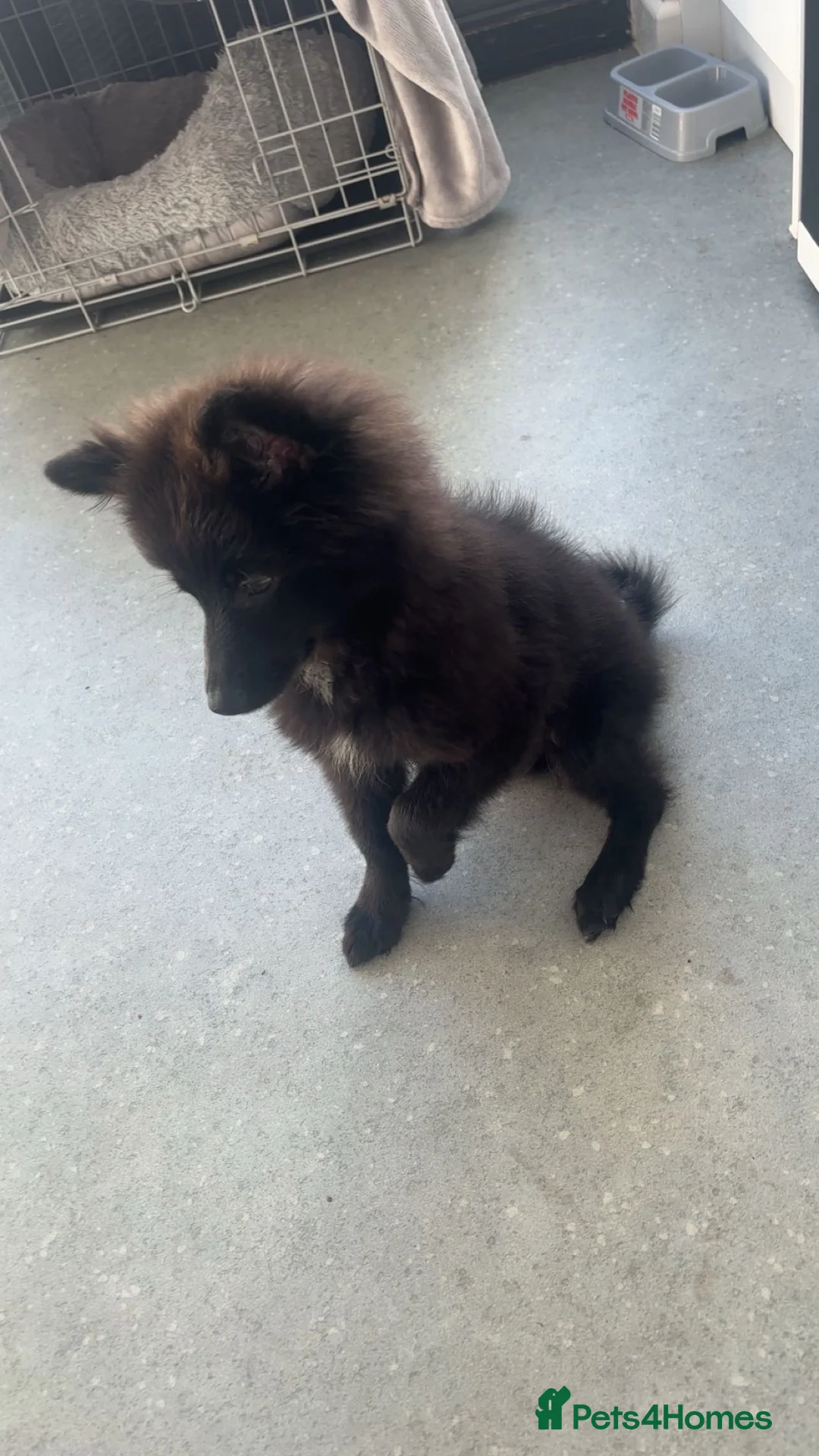 Pomeranian dogs for sale: Fox face male pom in Llangefni - Advert 4