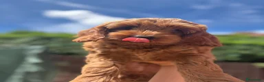 Cockapoo 1