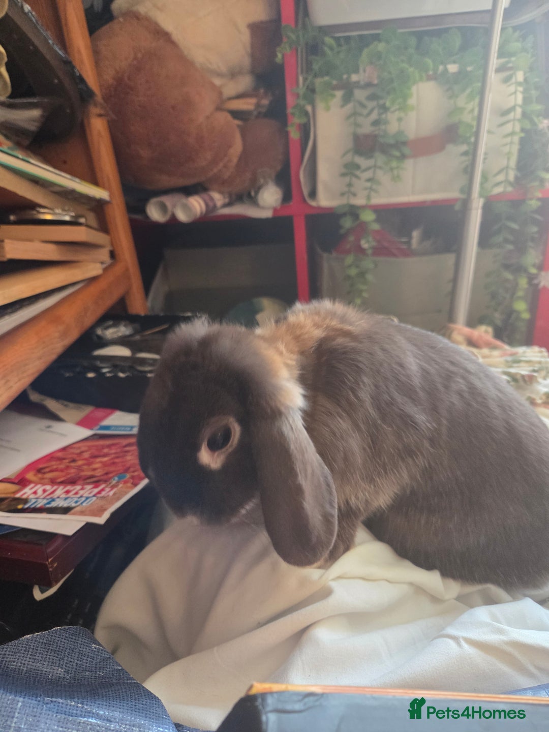 Dwarf Lop rabbits for sale: Drawf lop girls mum and daughter  - Advert 5