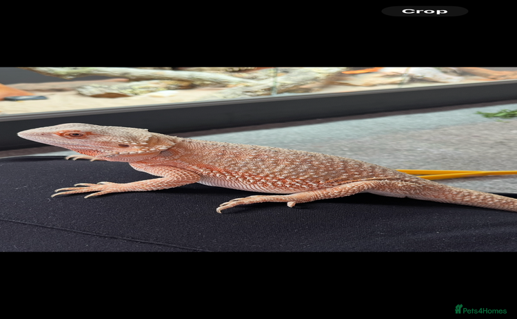 Bearded Dragon reptiles - Advert 2
