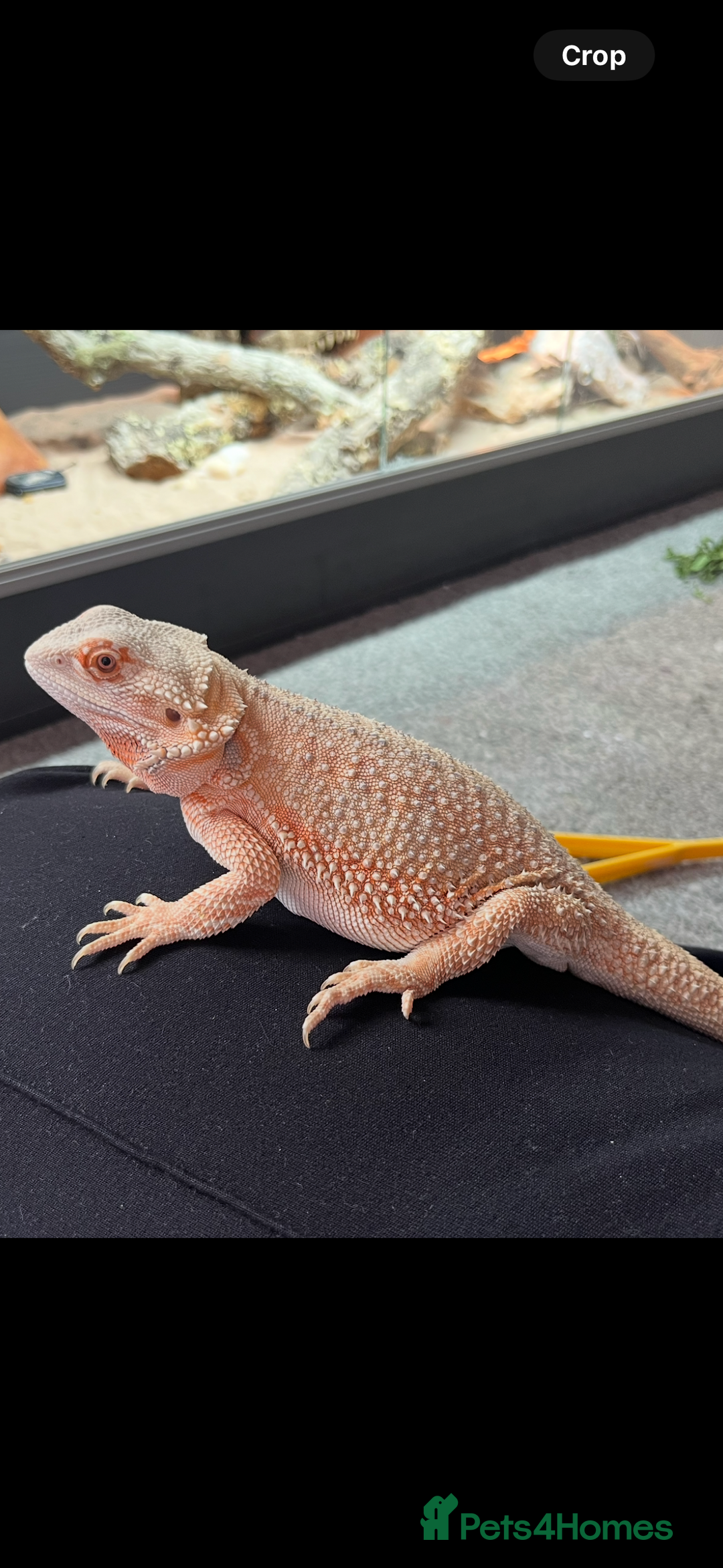 Bearded Dragon reptiles for sale: Beautiful bearded dragon for sale with tankset up  - Image 1