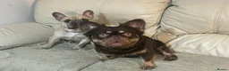 French Bulldog dogs for sale: Male Fluffy French Bulldog - Advert 2