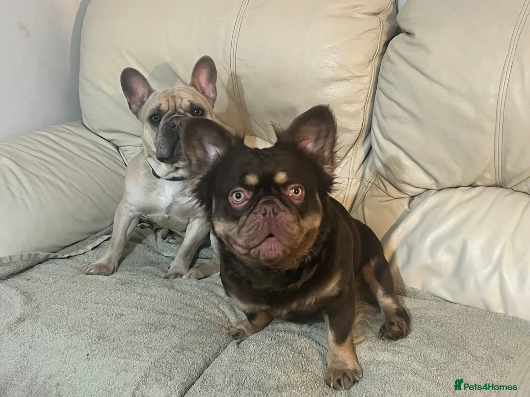 French Bulldog dogs for sale: Male Fluffy French Bulldog - Advert 2