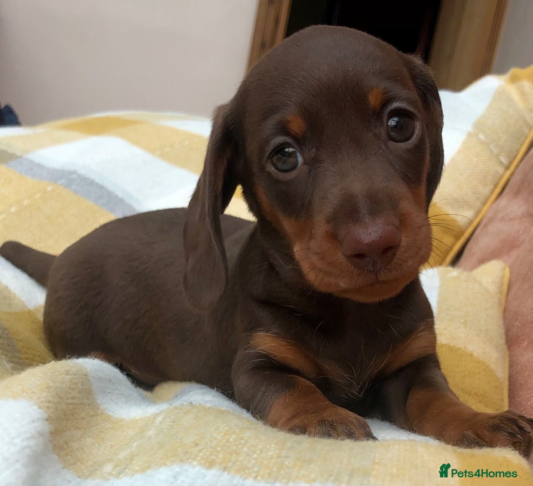 Miniature Dachshund dogs Kc Registered, PRA Clear, Chocolate & tan girls - Advert 1