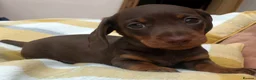 Miniature Dachshund dogs for sale: Kc Registered, PRA Clear, Chocolate & tan girls - Advert 1