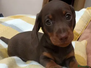 Miniature Dachshund dogs Kc Registered, PRA Clear, Chocolate & tan girls - Advert 1