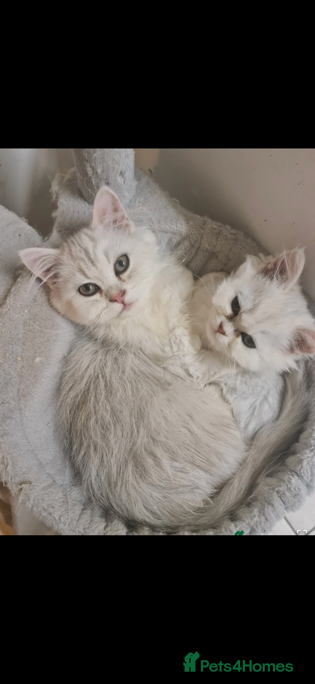 Persian cats for sale: Gorgeous Chinchilla Kittens for sale  - Advert 3