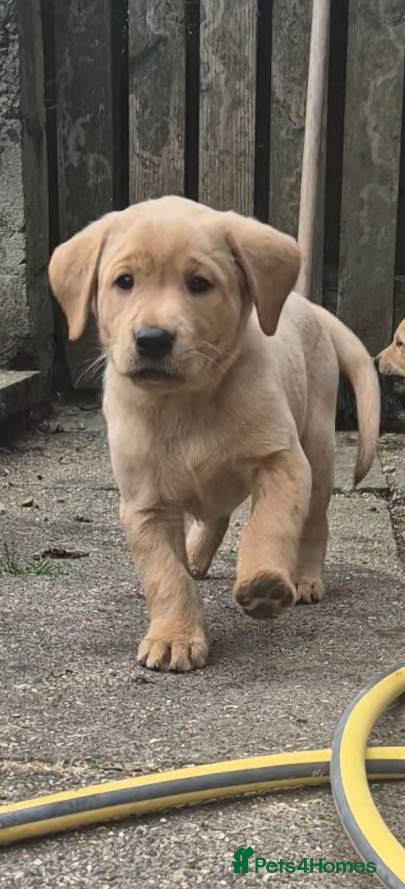 Labrador Retriever dogs Yellow labradors  - Advert 16