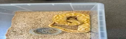 Python Snake reptiles for sale: Royal pythons  - Advert 12