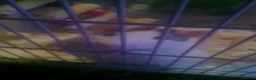 Rat rodents for sale: Fancy rats with cage in Hull - Advert 4