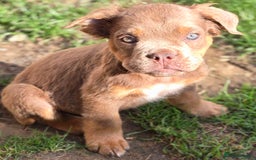 Olde English Bulldogge dogs for sale: Old english bulldoggee mammut/mammoth - Image 35