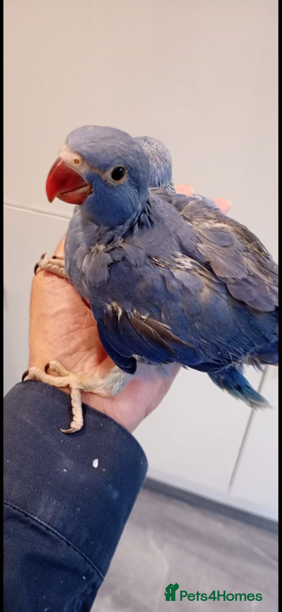 Ringnecks birds Hand-Reared Baby pineapple corner  for Sale  - Advert 2