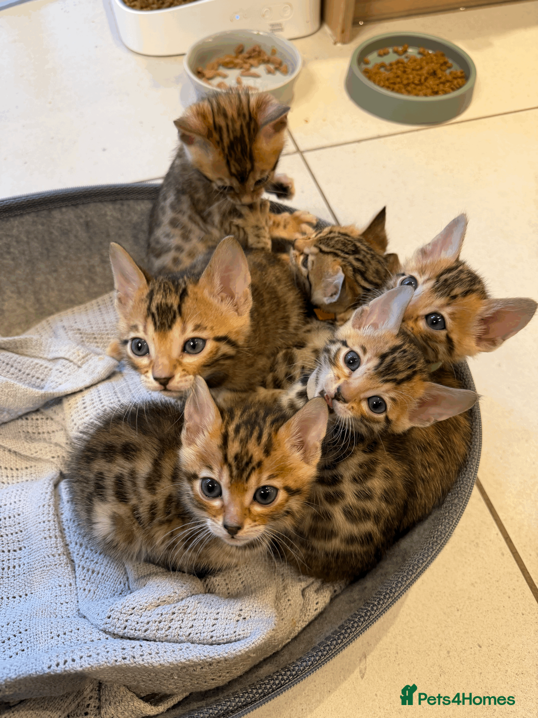 Bengal cats for sale: 🐾 Purebred Bengal Kittens for Sale 🐾 - Advert 27