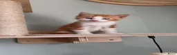 Mixed Breed cats for sale: Kittens - Advert 16