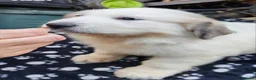 Pyrenean Mountain Dog dogs for sale: 3 bitches and 1 dog available, home reared litter in Weston-super-Mare - Advert 8