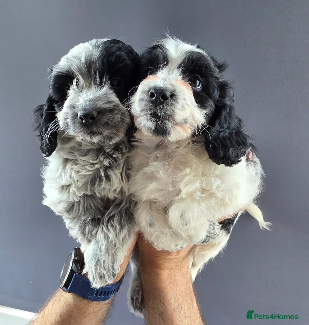 Cockapoo dogs for sale: BLUE ROAN F1 Cockapoo Boys. Extensively DNA Tested - Advert 1
