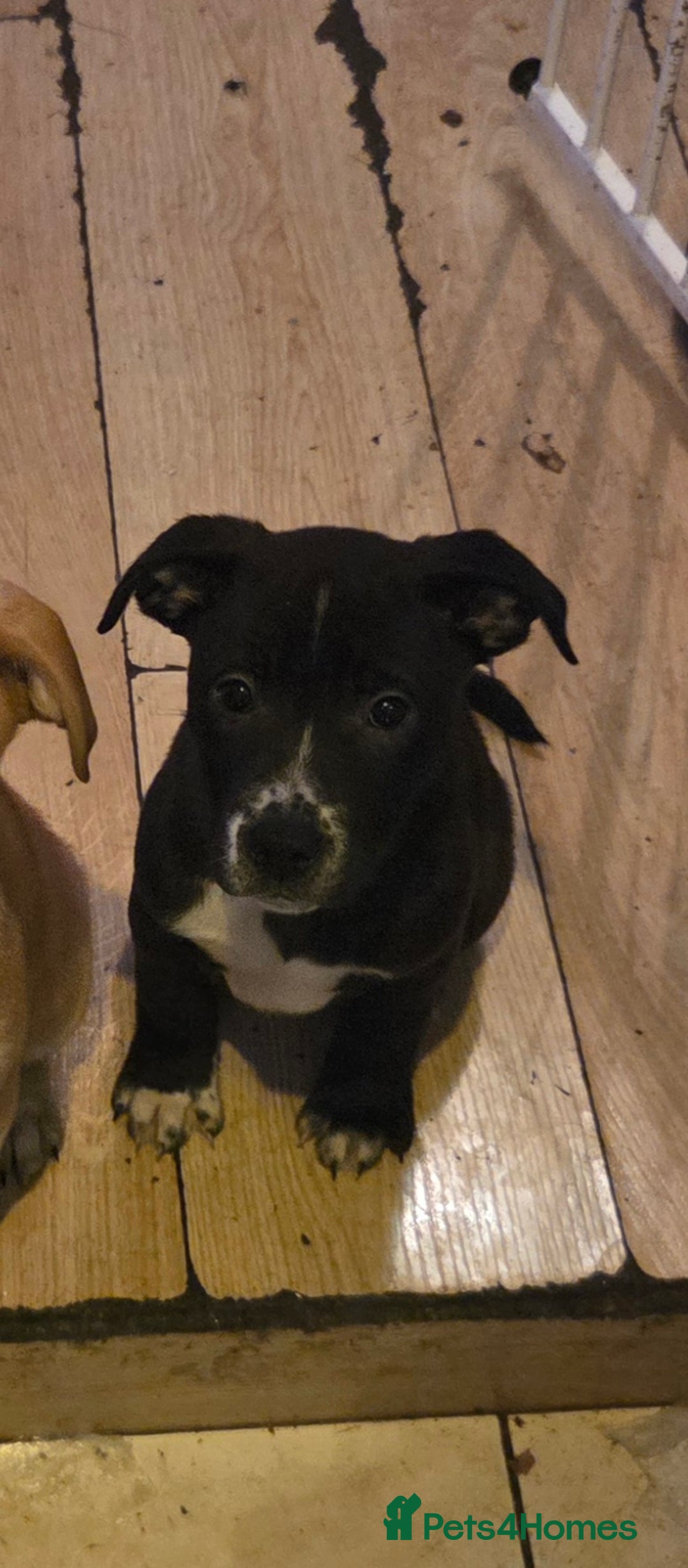 Mixed Breed dogs for sale: Chaffie Pups - Advert 6