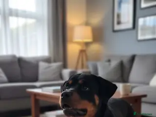 Rottweiler dogs Amazingly beautiful Rottie - Advert 4
