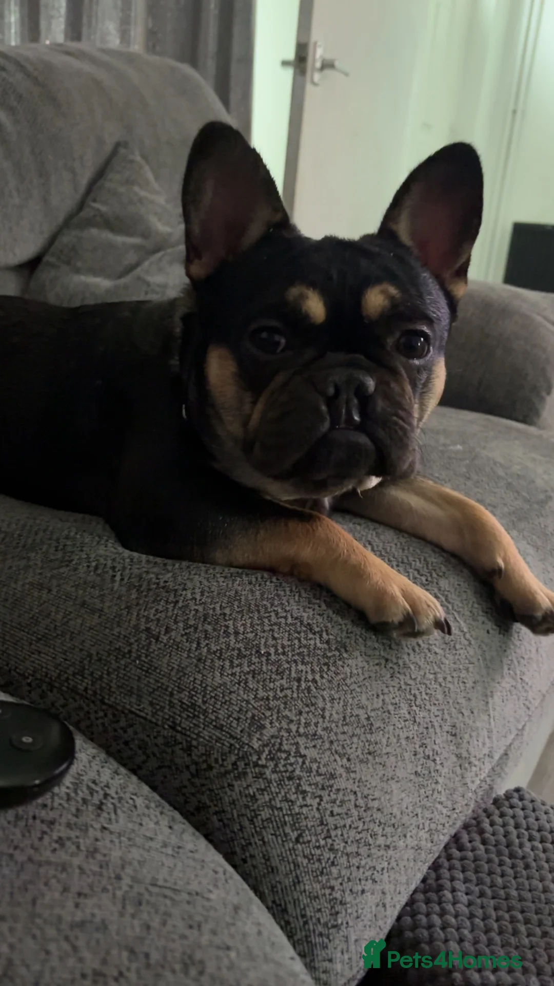 French Bulldog dogs for sale: Very special girl  - Advert 2