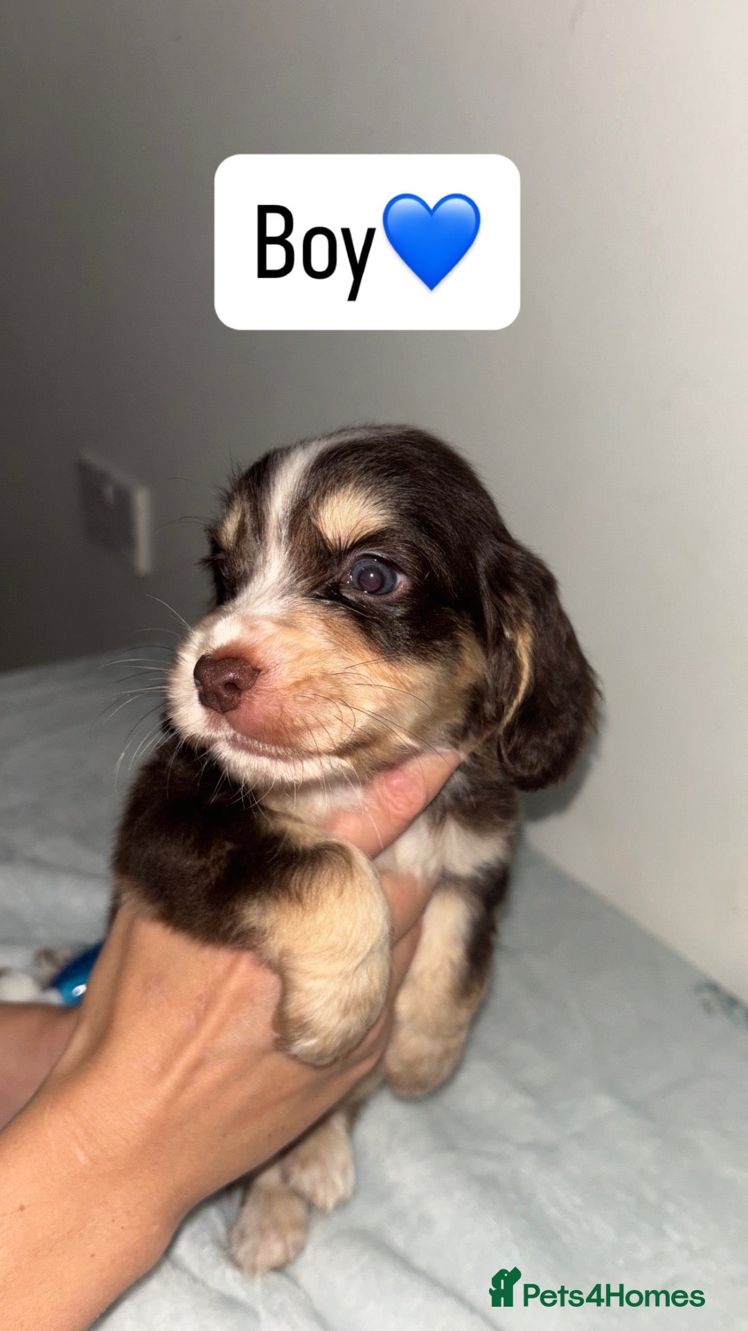 Cocker Spaniel dogs for sale:  🌈 READY TO LEAVE BEAUTIFUL RAINBOW LITTER 🌈 - Advert 22