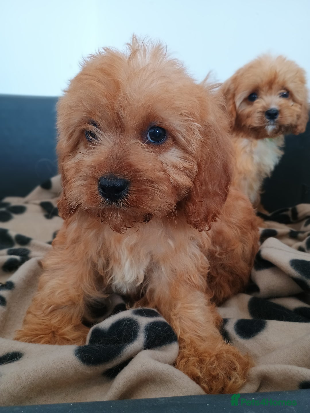 Cavapoo dogs for sale: Cavapoos  - Image 10