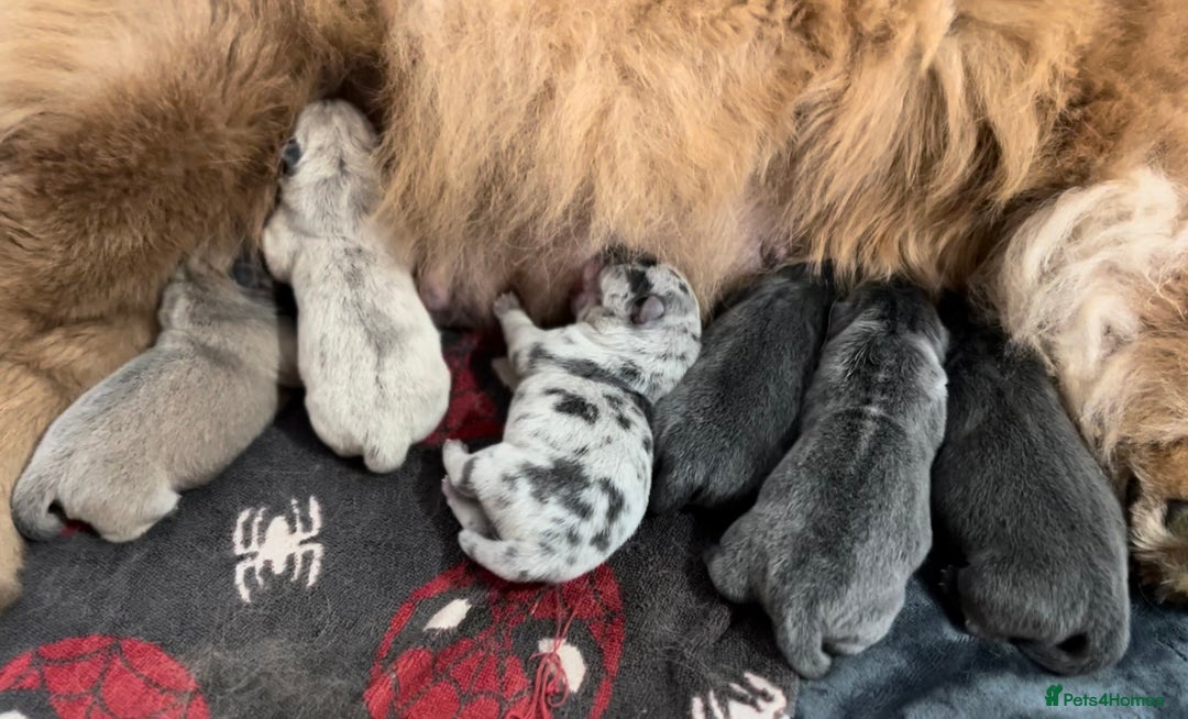 Chow Chow dogs for sale: Merle & blue bear faced Teddy chow chow puppies  - Advert 3