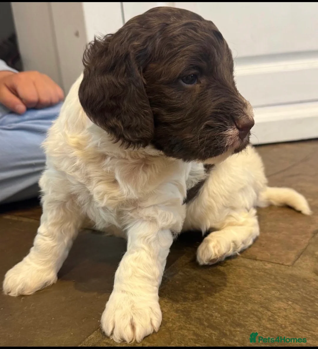 Sproodle dogs for sale: One Sproodle boy left ready to leave  - Advert 1