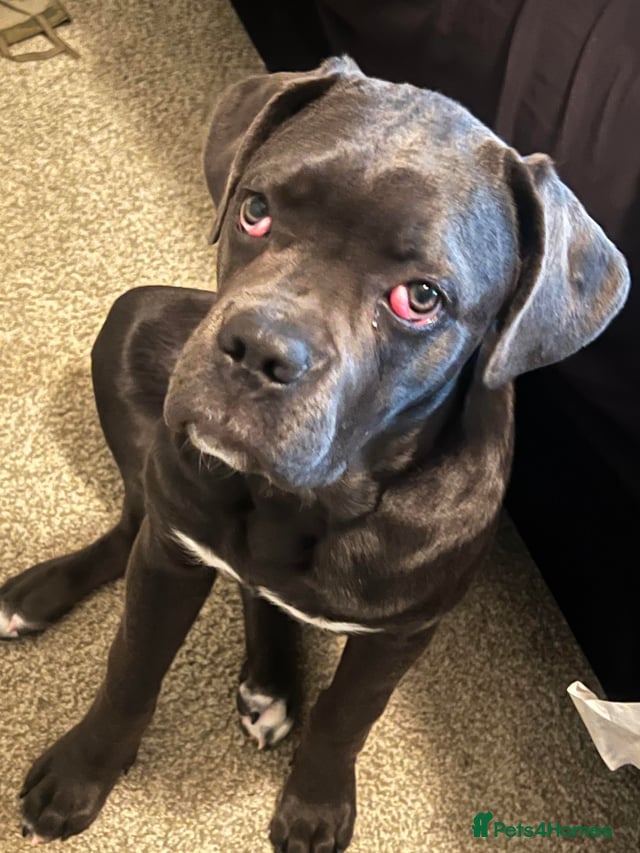 Cane Corso dogs Blue cane corso pup - Advert 2