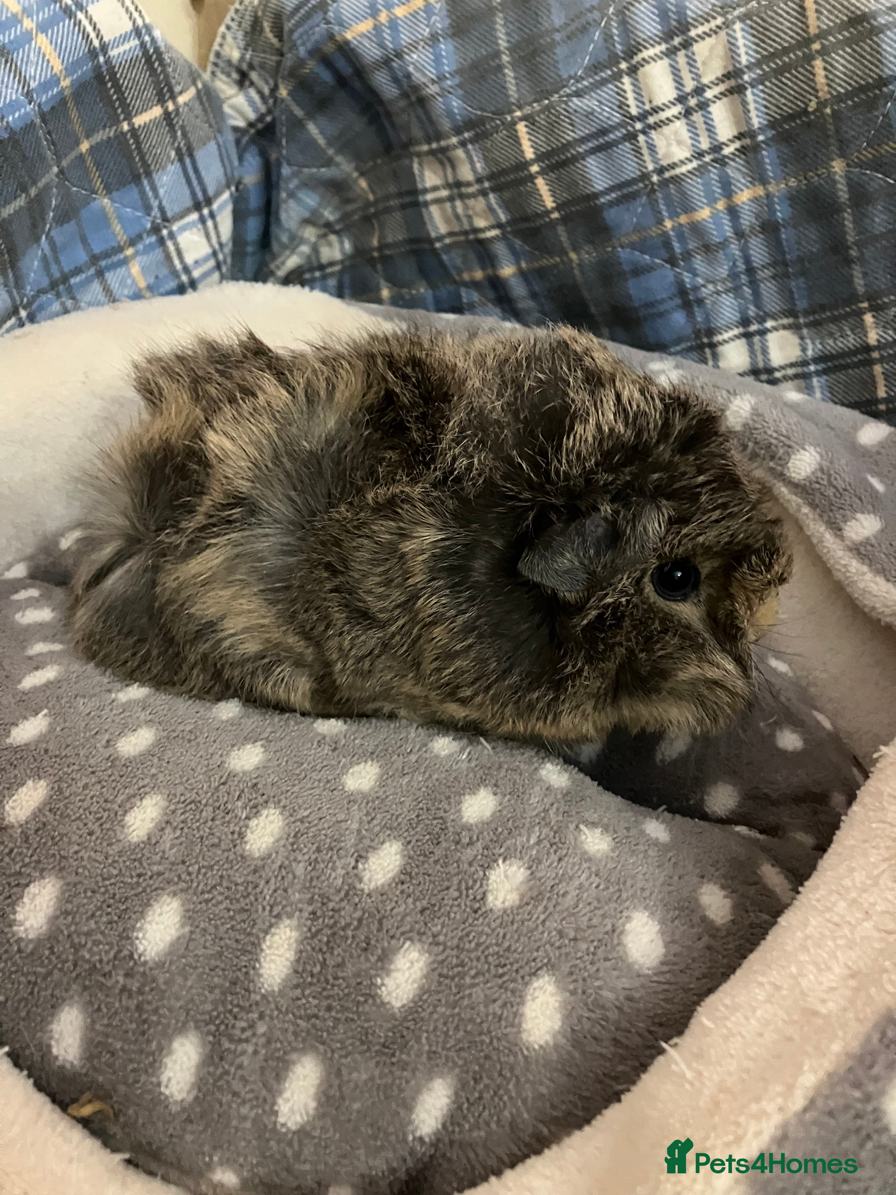 Guinea Pig rodents Lots of lovely baby boys  - Advert 17