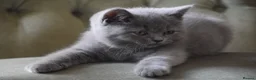 British Shorthair cats for sale: British Shorthair kittens, Ready! - Advert 3