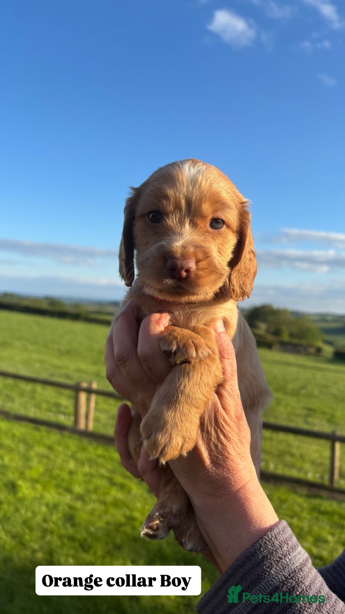 Cocker Spaniel dogs Cocker spaniel  - Advert 5