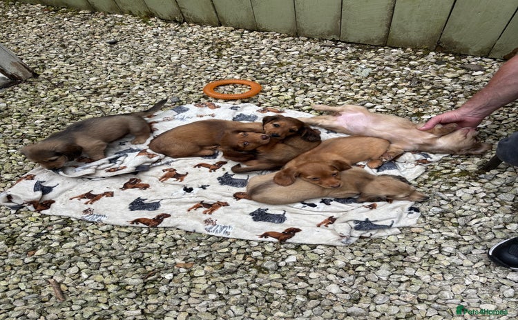 Dachshund dogs - Advert 1