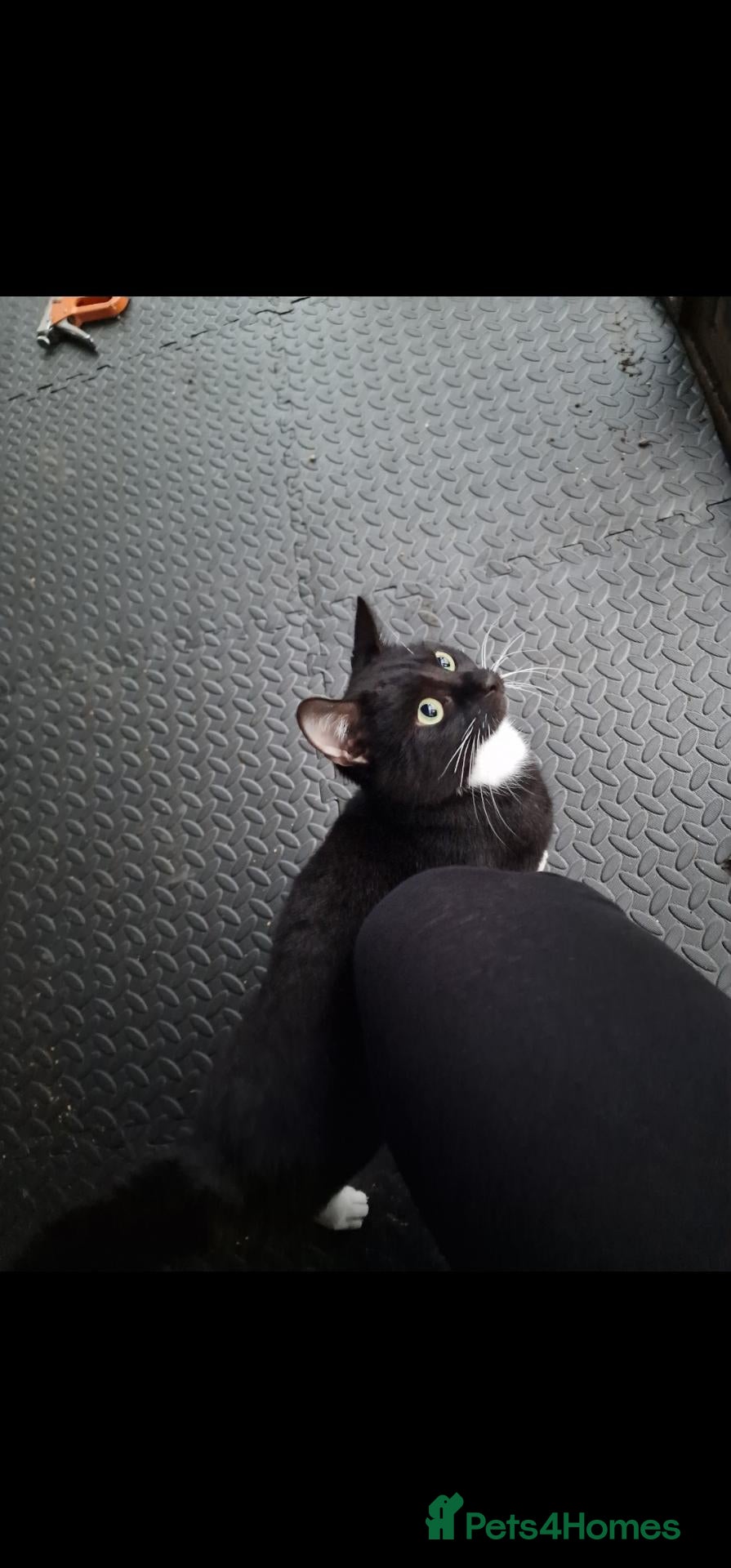 Mixed Breed cats for sale: Oreo male cat for sale - Advert 6