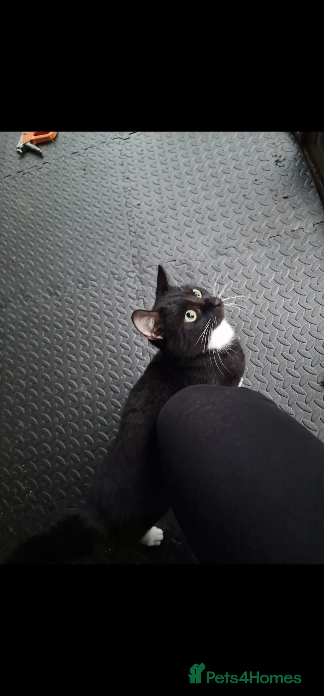 Mixed Breed cats for sale: Oreo male cat for sale - Advert 1