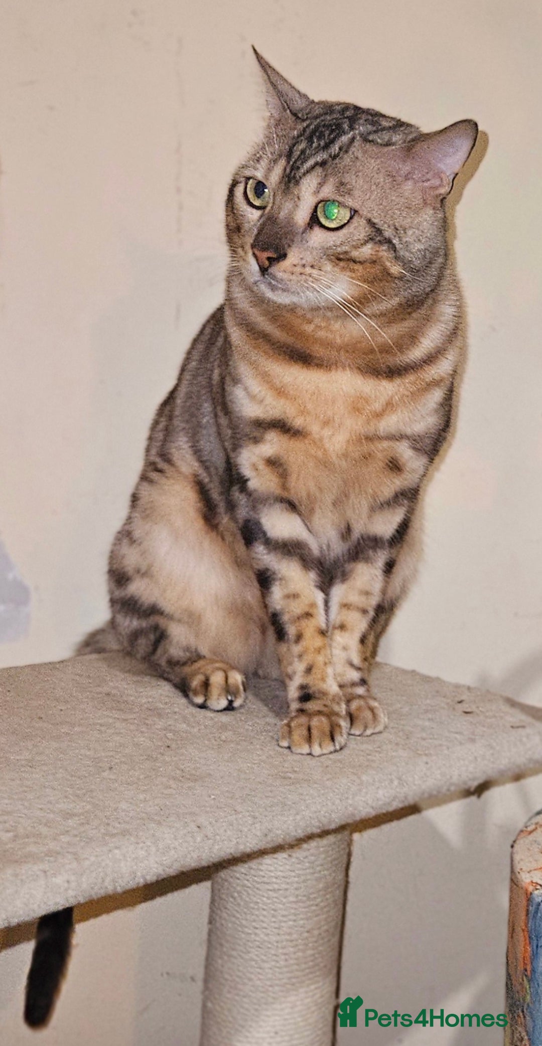 Bengal cats for sale: Male bengal cat  - Advert 6