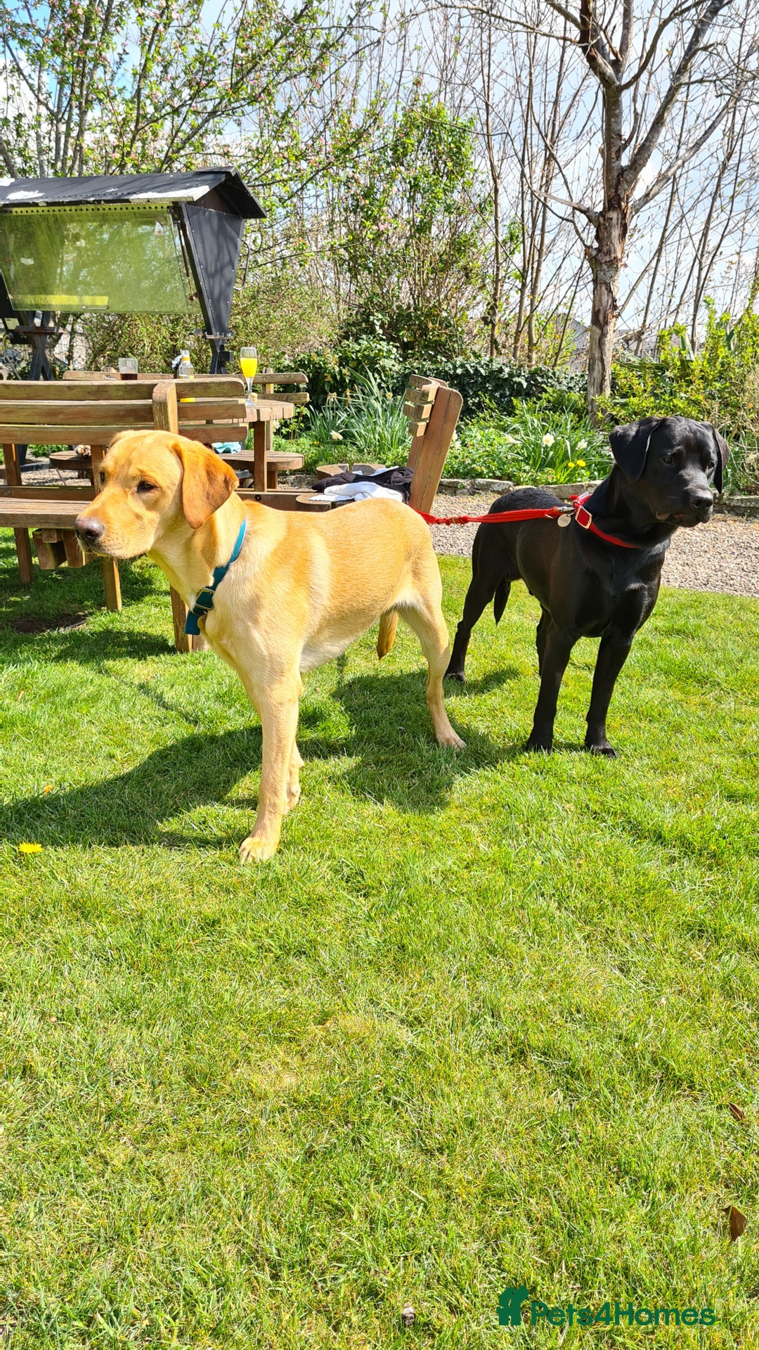 Labrador Retriever dogs for stud: Unproven Labrador Stud NO FEE. KC reg/BVA screened in Brecon - Advert 26