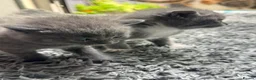 British Shorthair cats for sale: Kitten British Shorthair  - Advert 7