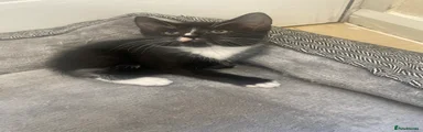 Domestic Shorthair 1