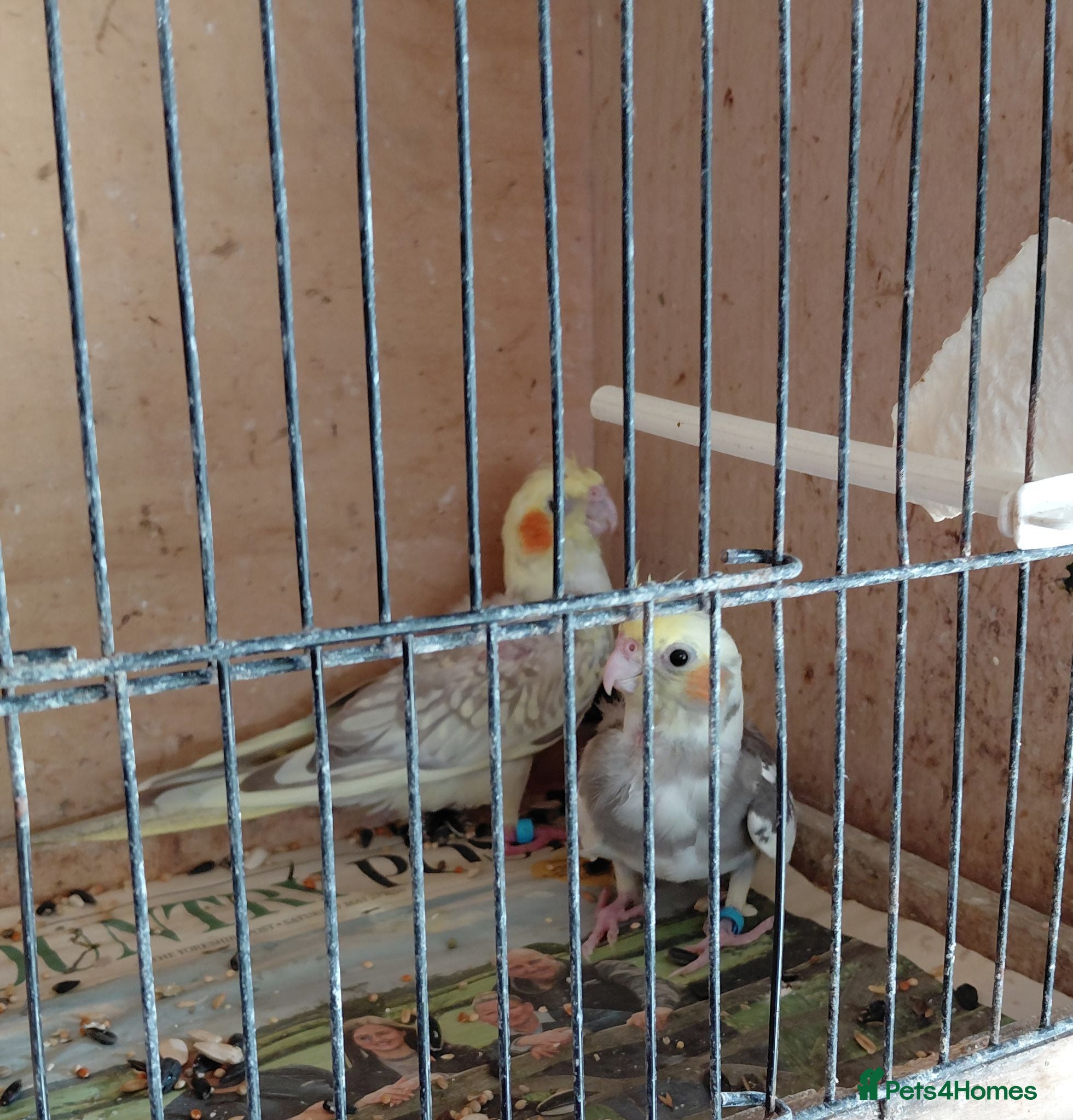 Cockatiels birds YOUNG COCKATIELS FOR SALE  - Advert 7