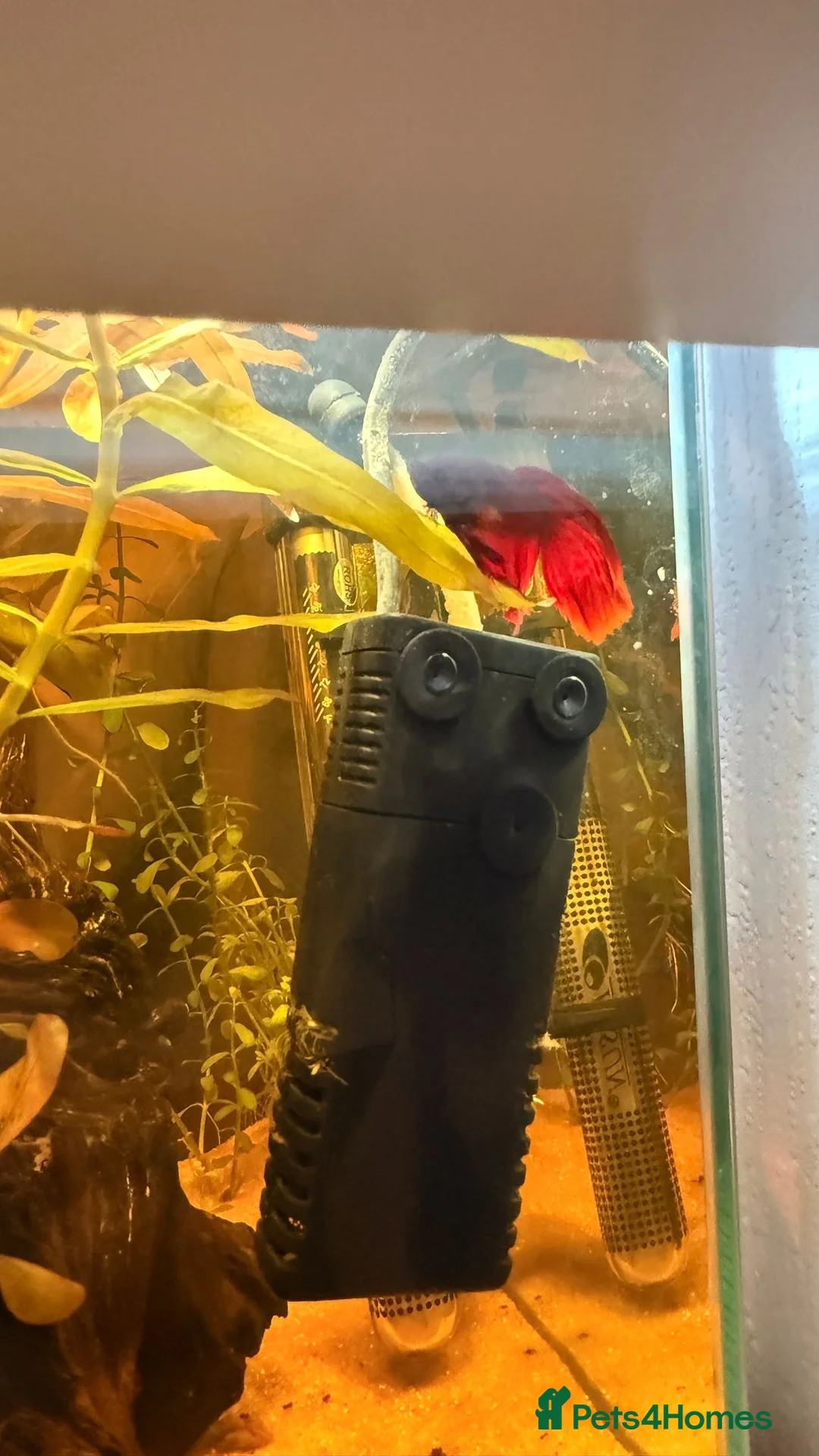 Bettas fish for sale: Berra fish red  - Advert 1